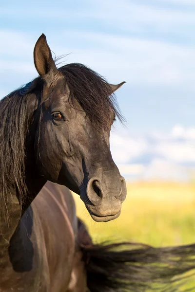 Black horse — Stock Photo, Image