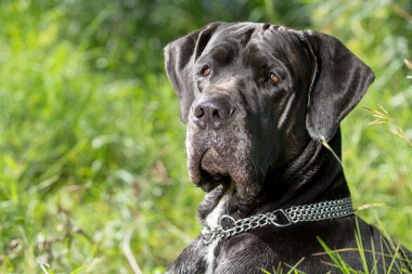 Black german mastiff clipart