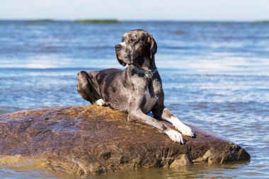 Alman mastiff