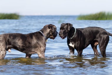 iki Alman mastiff