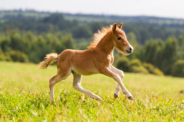 Mini koní falabella — Stock fotografie