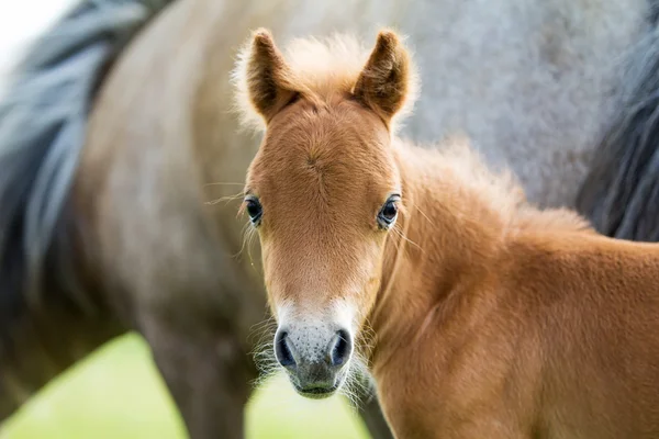Mini cavalo Falabella — Fotografia de Stock