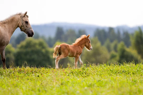 Mini häst falabella — Stockfoto