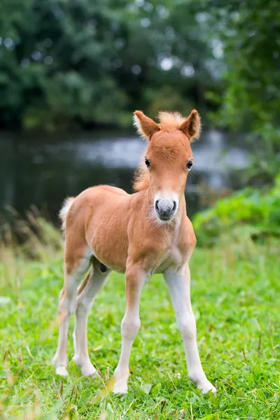 Мини лошадь Фалабелла — стоковое фото