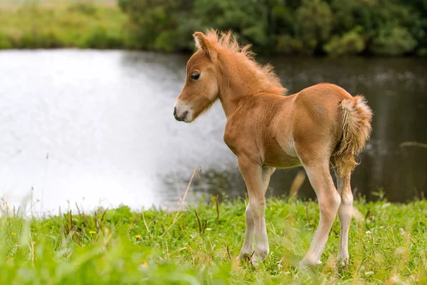 Mini koní falabella — Stock fotografie