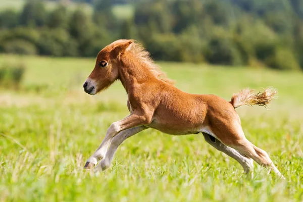 Mini häst falabella — Stockfoto