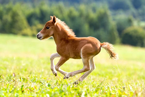 Мини лошадь Фалабелла — стоковое фото