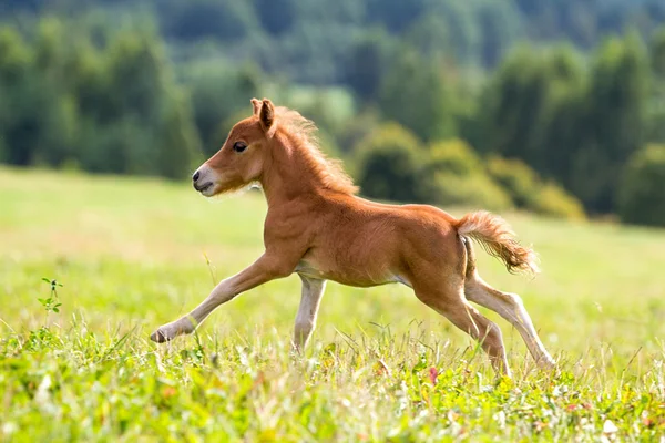 Mini cavalo Falabella — Fotografia de Stock