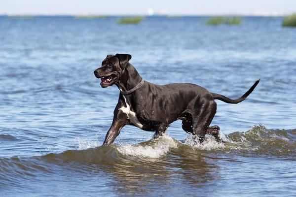 Siyah Alman mastiff — Stok fotoğraf