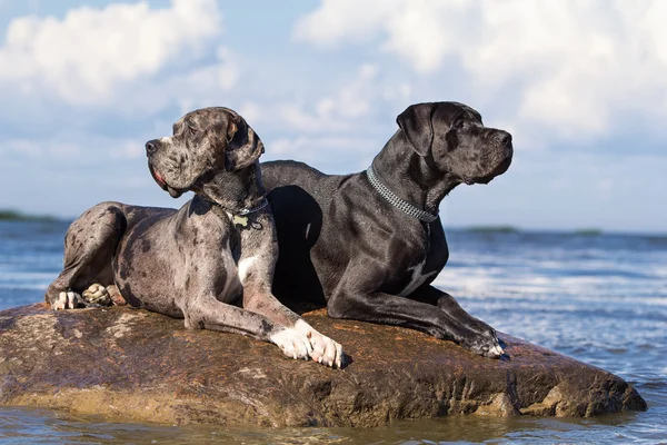 Zwei deutsche Doggen — Stockfoto