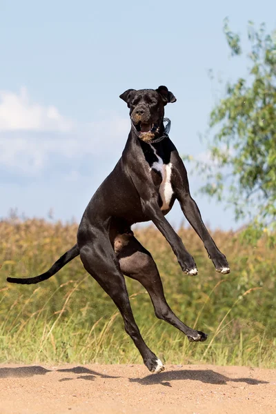 Czarny niemiecki psy — Zdjęcie stockowe