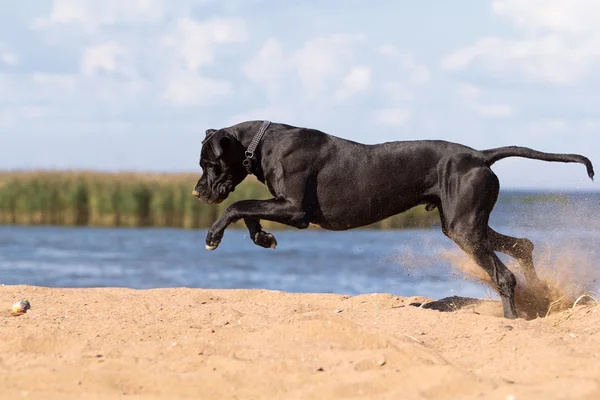 Mastiff allemand noir — Photo