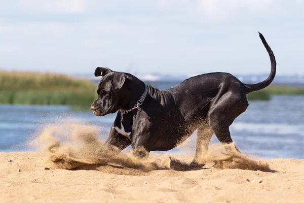 Black german mastiff — Stock Photo, Image