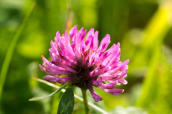 Koniczyna kwiat — Zdjęcie stockowe