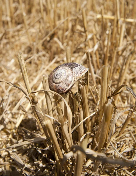 Snail in the field — Stock Photo, Image
