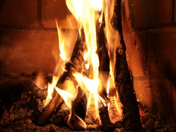 Tűz-fa Stock Kép