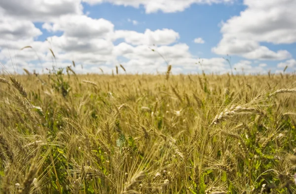 Stock image Wheat field