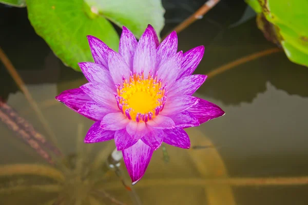 水の背景上にロータス紫水. — ストック写真