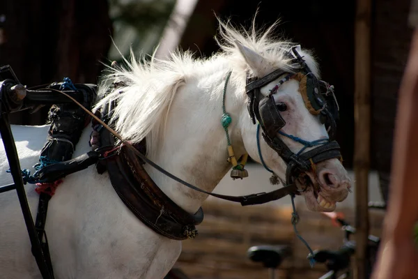 stock image Horse on Gili Island, Indonesia