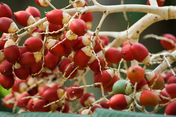 stock image Red berries