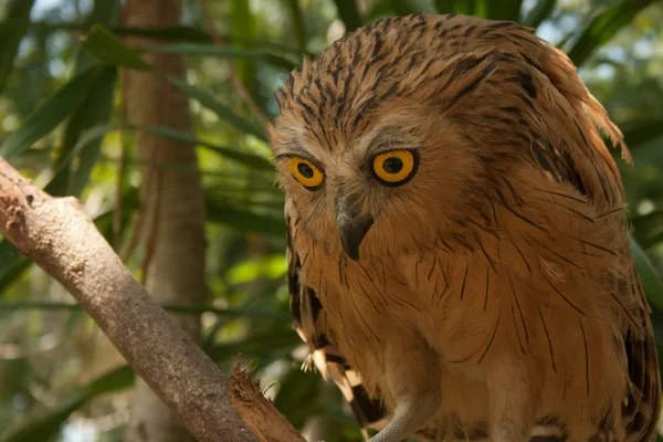 Stock image An owl