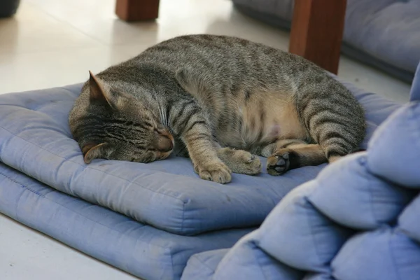 แมวนอนหลับ — ภาพถ่ายสต็อก