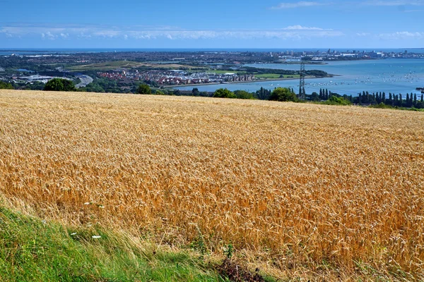 Golden Wheat — Stock Photo, Image