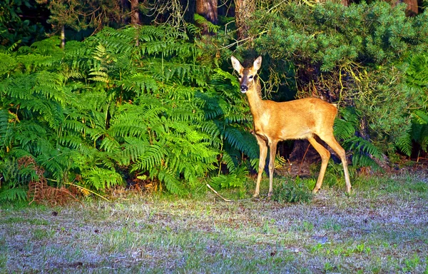 Alert Young Deer — Stock Photo, Image