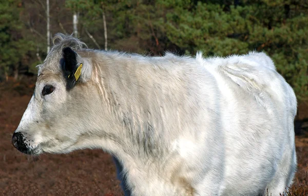 Riasztási fehér tehén — Stock Fotó