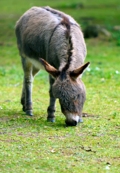 Donkey Grazing — Stock Photo, Image
