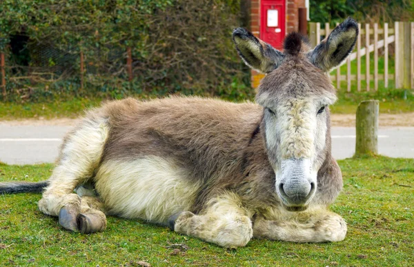 Resting Donkey — Stock Photo, Image