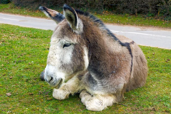 Tired Donkey — Stock Photo, Image