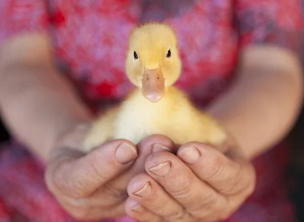 Malá žlutá kachna v lidských rukou — Stock fotografie