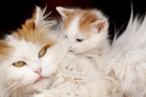 Gato e gatinho abraço isolado no fundo preto — Fotografia de Stock