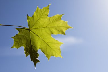 yeşil yaprakları parlak mavi gökyüzü karşı