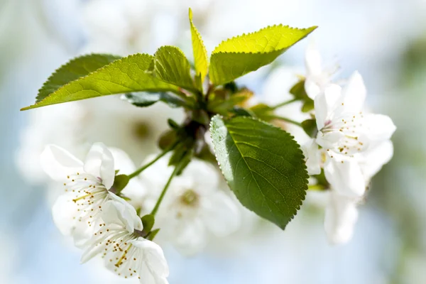 Kwitnące drzewo na wiosnę, świeże kwiaty białe — Zdjęcie stockowe