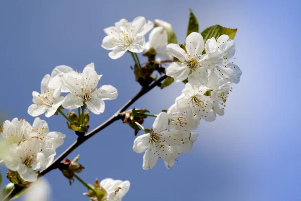 Bloeiende boom in het voorjaar, verse witte bloemen — Stockfoto