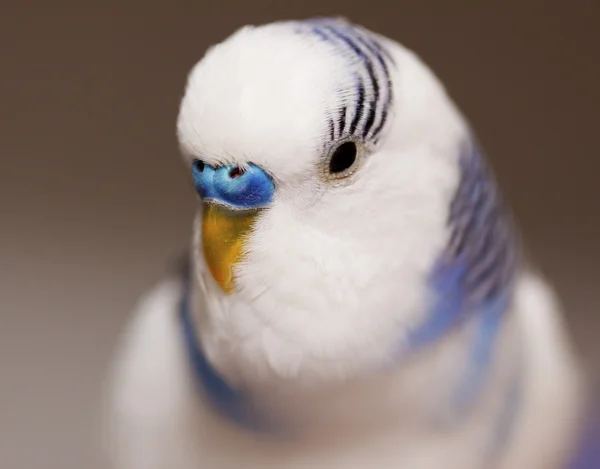 Fehér papagáj — Stock Fotó