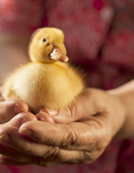 Little yellow duckling in human hands — Stock Photo, Image