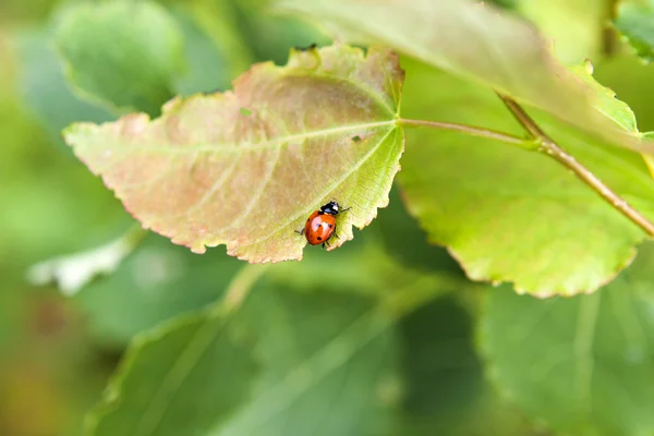 stock image Ladybug on leaf