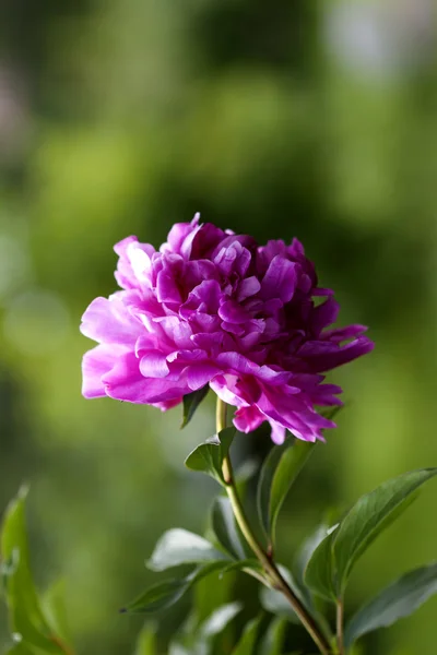 Mooie roze pioenroos bloem — Stockfoto