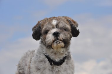 Boomer köpek yavrusu