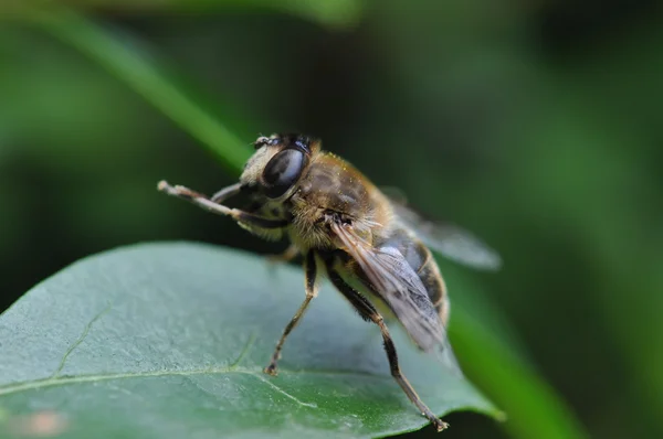 Bir zaman aşımı süresi olan arı — Stok fotoğraf