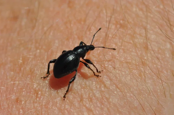 stock image Beetle on skin