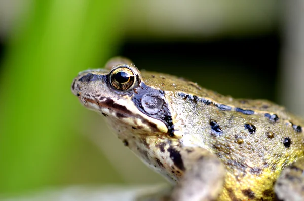 Stock image Alert frog