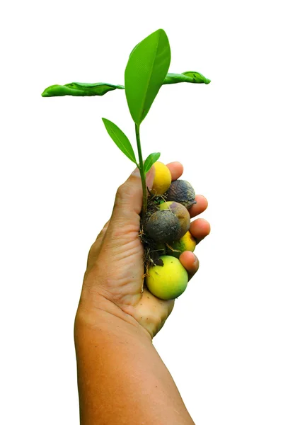 Hand and plant — Stock Photo, Image