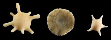 Foraminifera clipart