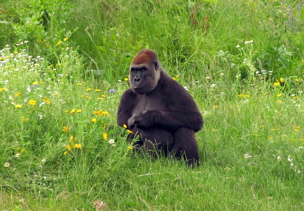 Gorilla femminile seduto su un'erba Foto Stock Royalty Free