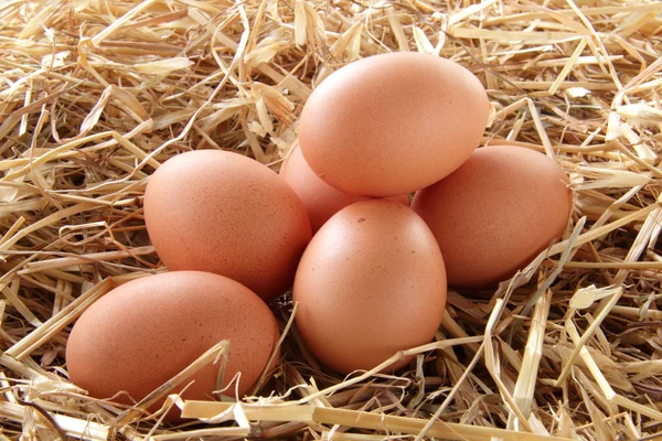 Izolované čerstvá vejce v stéblech slámy — Stock fotografie