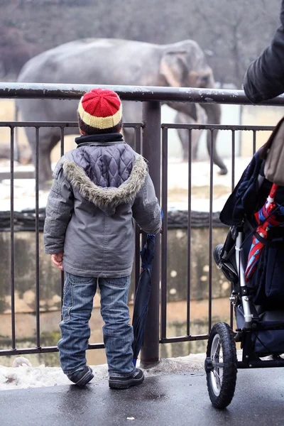 Kisfiú nézte az elefánt az állatkertben — Stock Fotó
